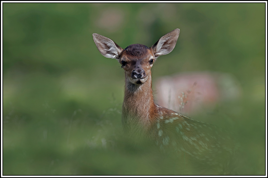 cerf(4271).jpg