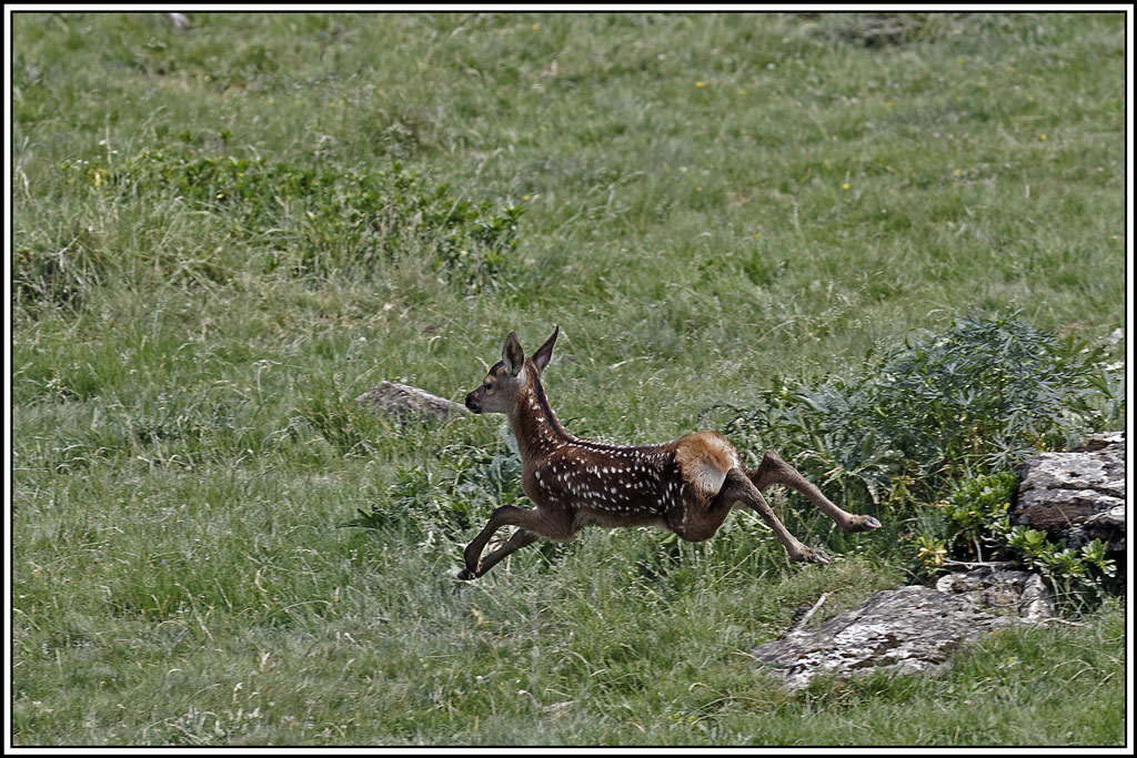 cerf(4240).jpg