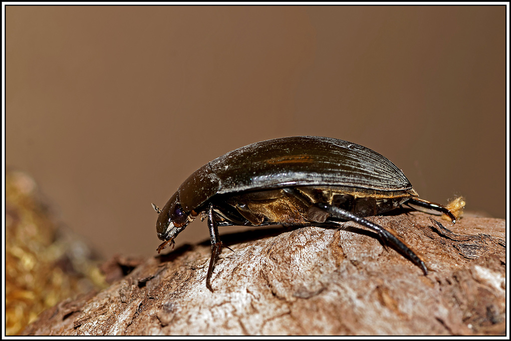 Grand_hydrophile(Hydrophilus_piceus)(1).jpg