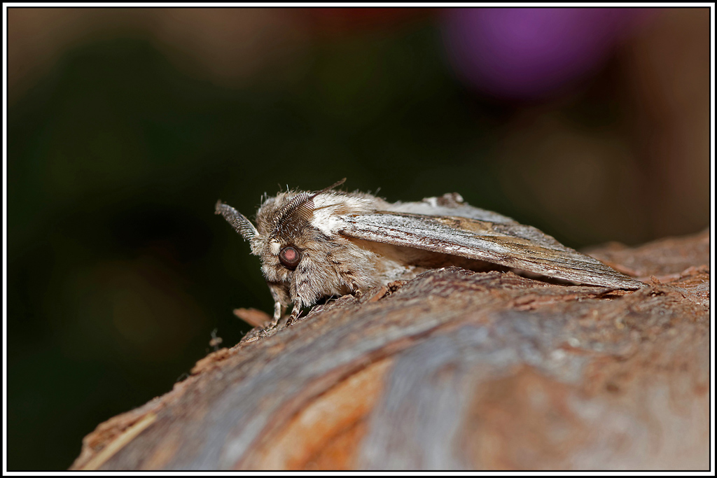 Dragon(Harpyia_milhauseri)(6).jpg