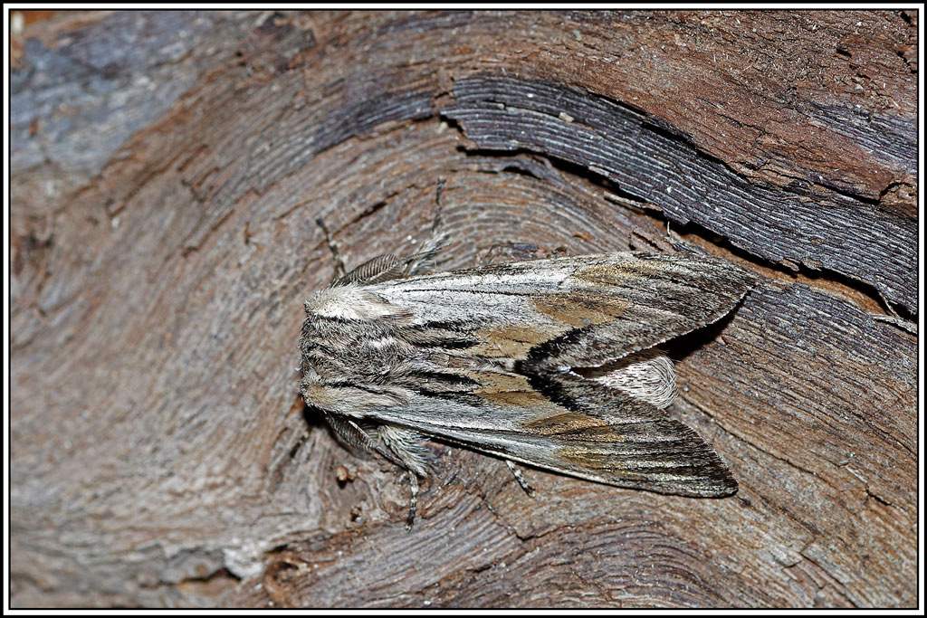 Dragon(Harpyia_milhauseri)(13).jpg