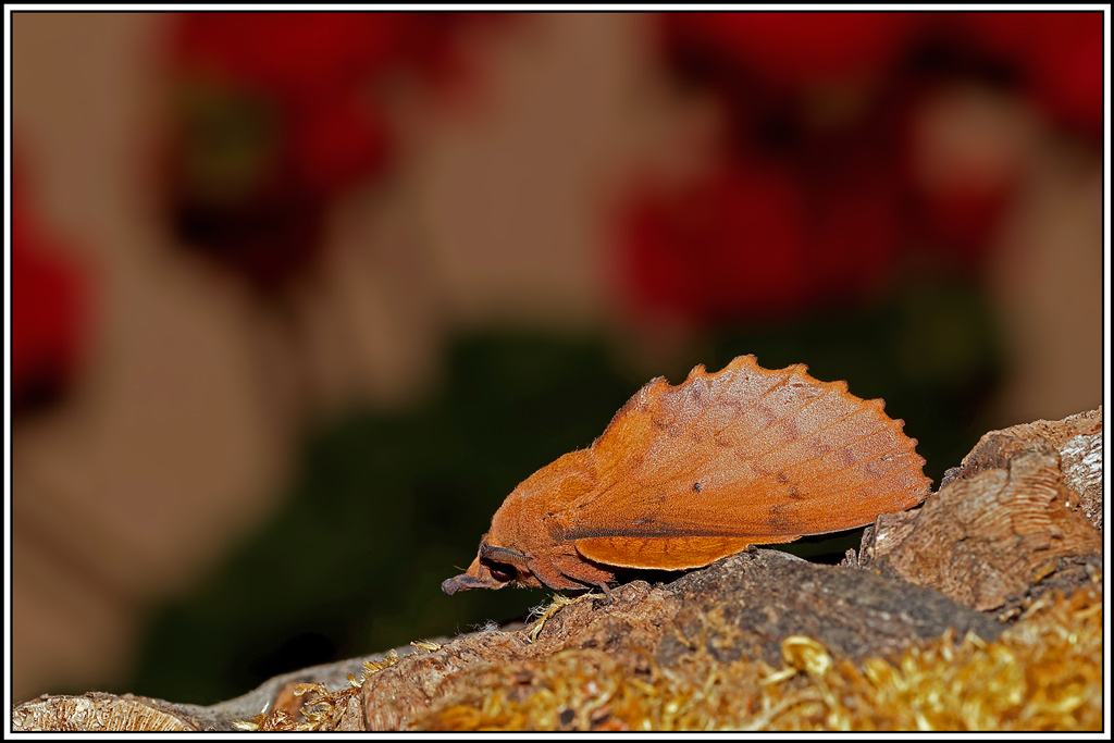 Feuille_morte_du_chêne(Gastropacha_quercifolia)(2).jpg