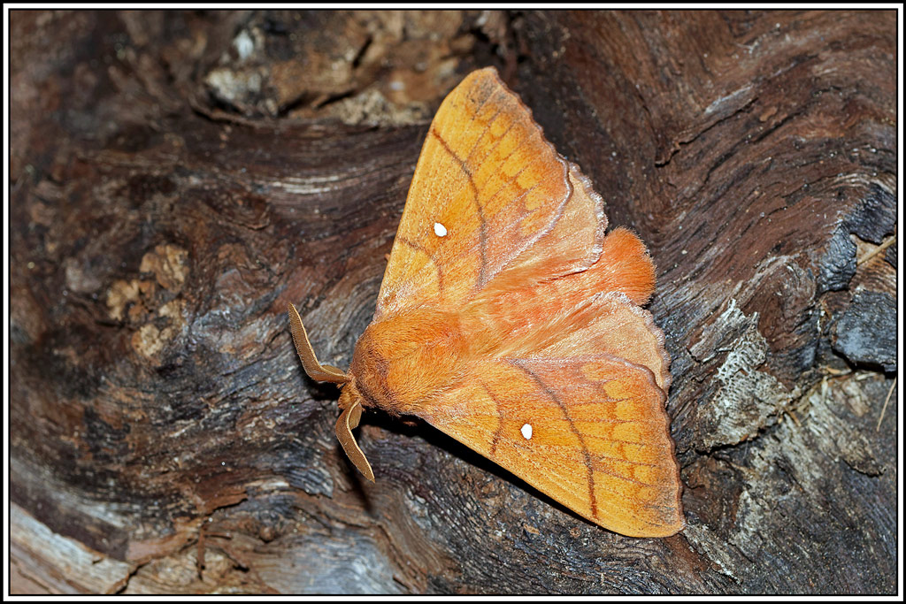Feuille_morte_du_prunier(Odonestis_pruni)(10).jpg