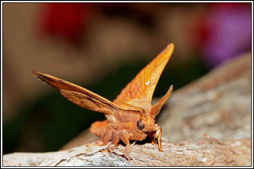 Feuille_morte_du_prunier(Odonestis_pruni)(7).jpg