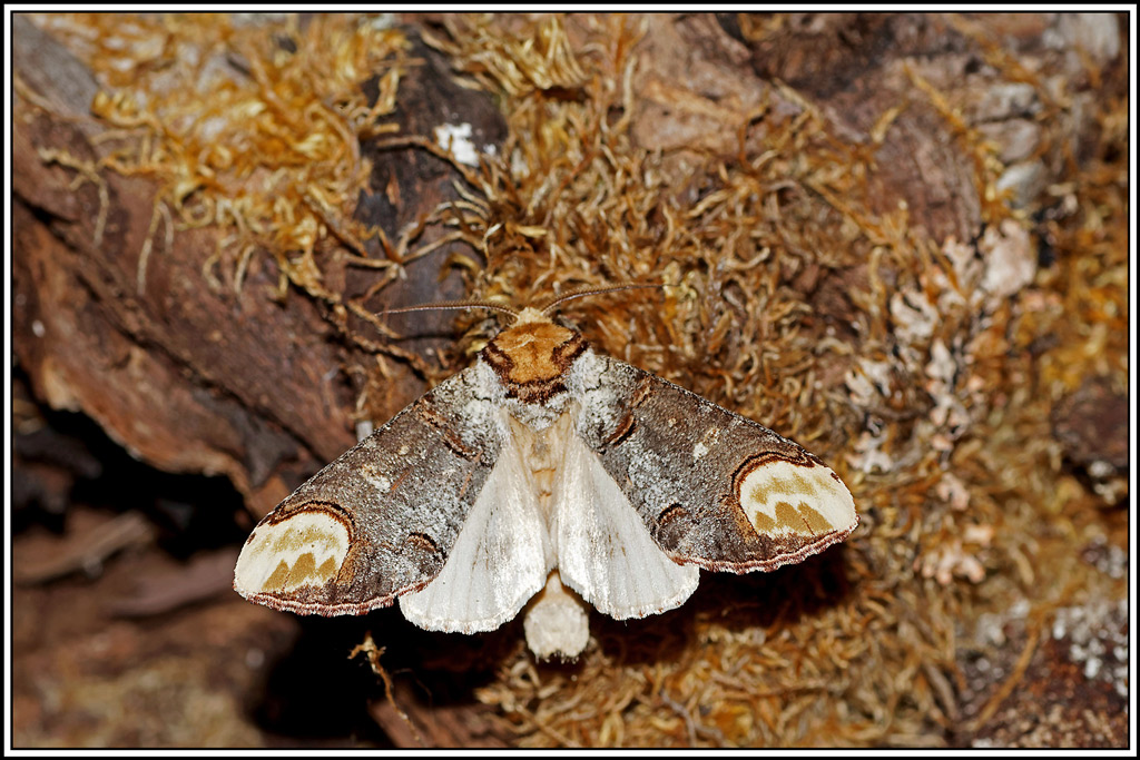 Bucéphale(Phalera_bucephala)(17).jpg