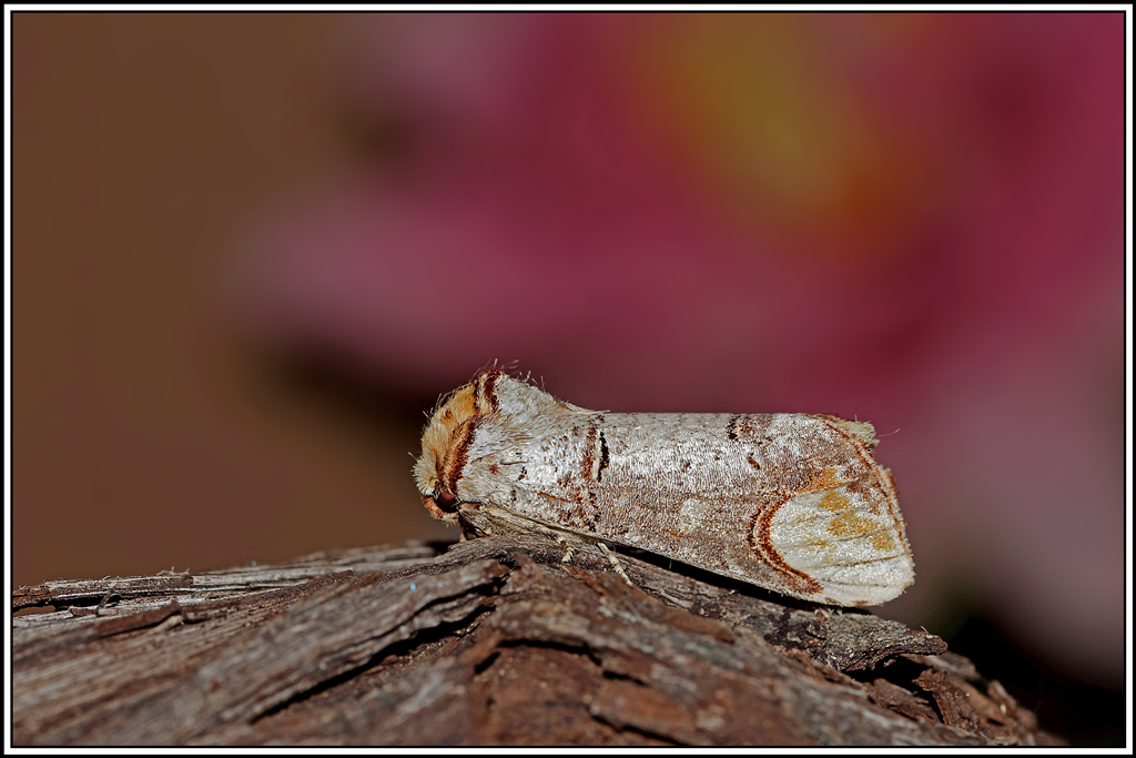 Bucéphale(Phalera_bucephala)(20).jpg