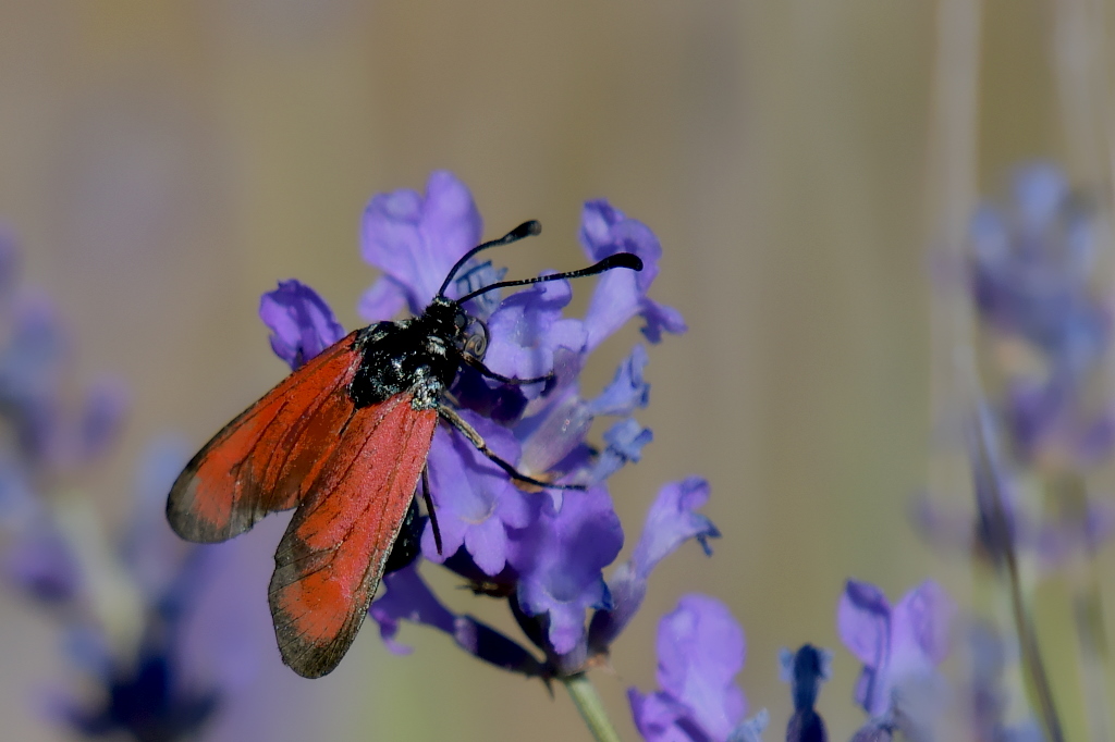 DSC_5287.JPG