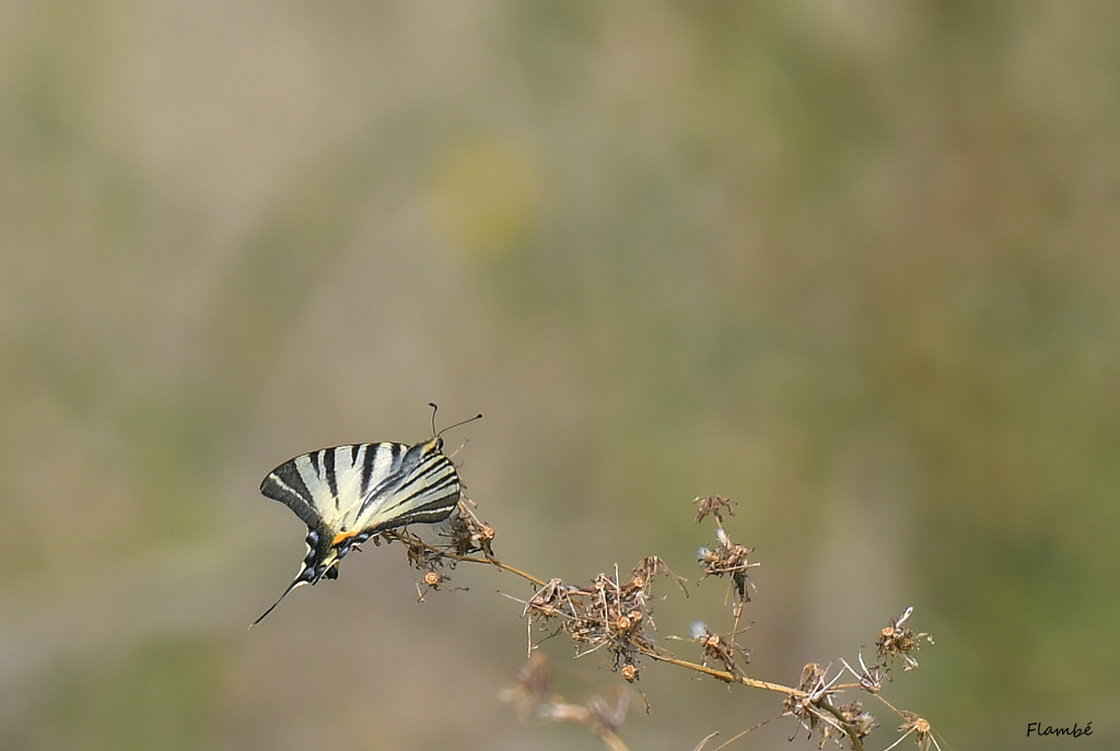 DSC_5662.JPG