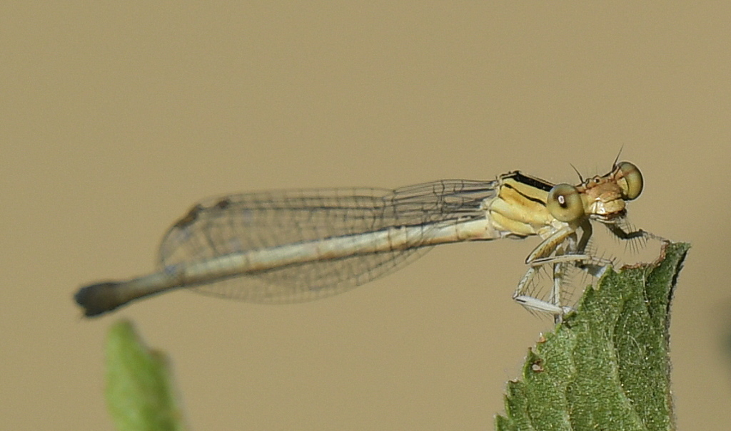 DSC_4997.JPG