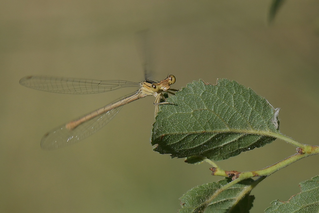 DSC_5014.JPG