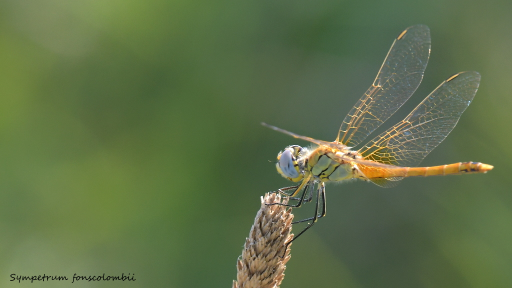 DSC_5715.JPG