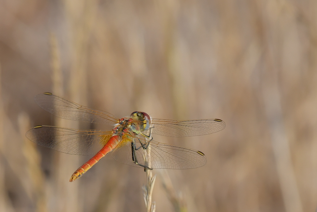 DSC_5665.JPG