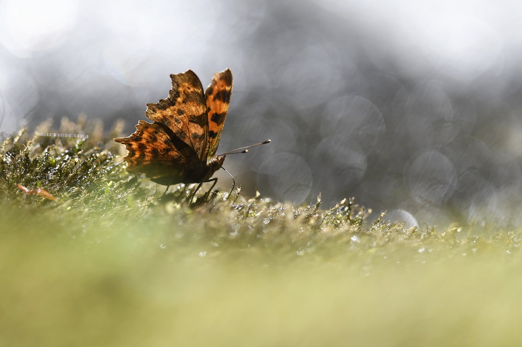 _DSC5779_DxO.jpg