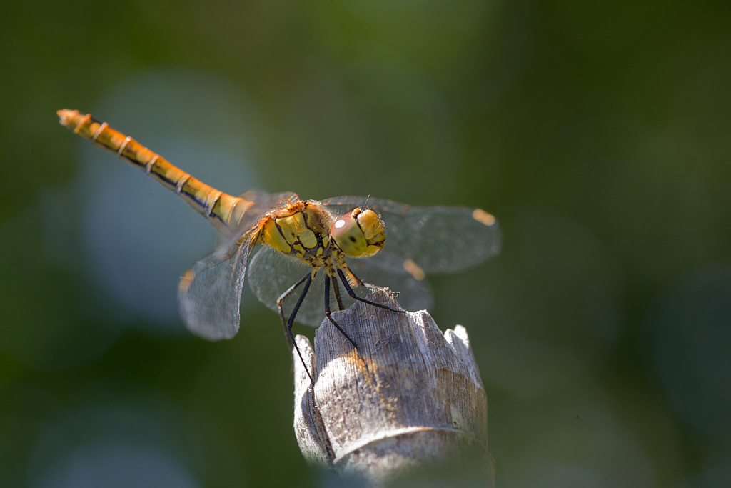 IMG_5156 IN.jpg