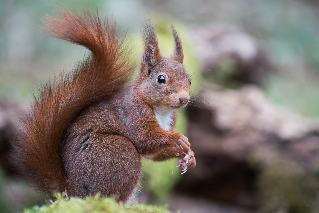 Ecureuil roux (Sciurus vulgaris) Red squirel-315.jpg