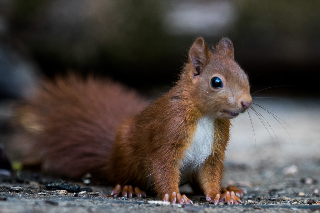 Ecureuil roux (Sciurus vulgaris) Red squirel-418.jpg