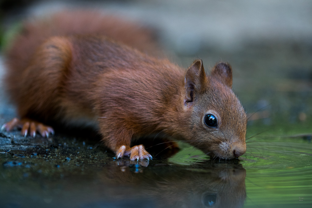 Ecureuil roux (Sciurus vulgaris) Red squirel-454.jpg