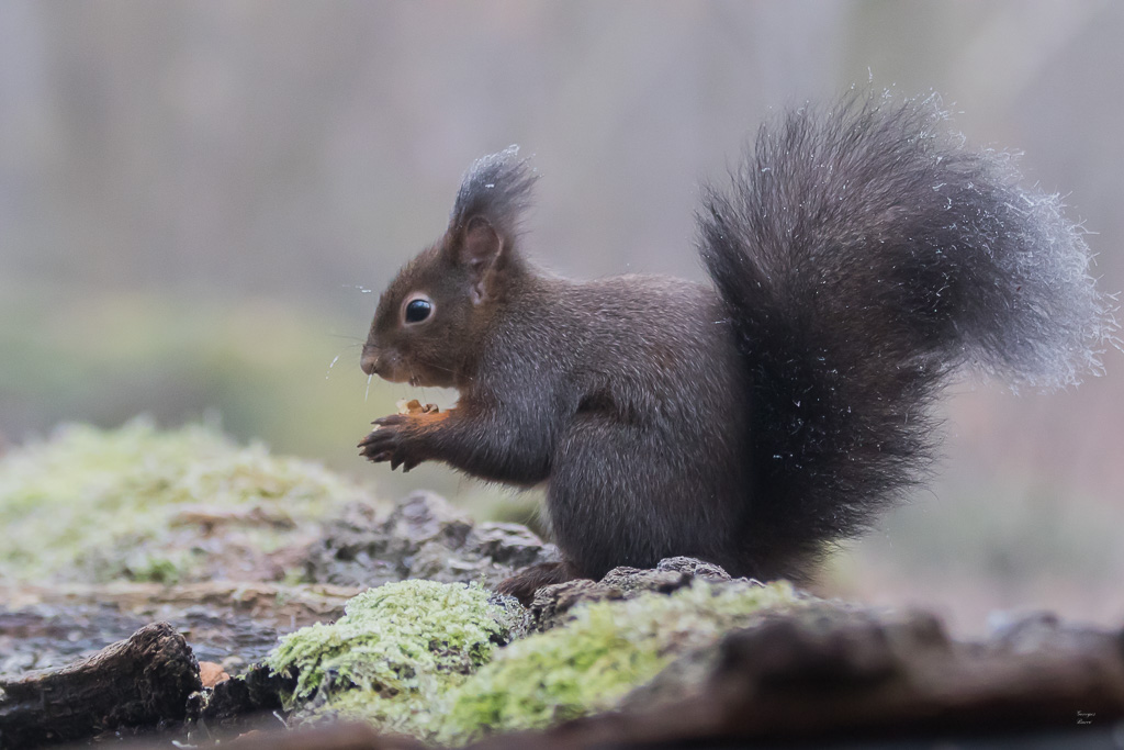 Ecureuil roux (Sciurus vulgaris) Red squirel-471.jpg