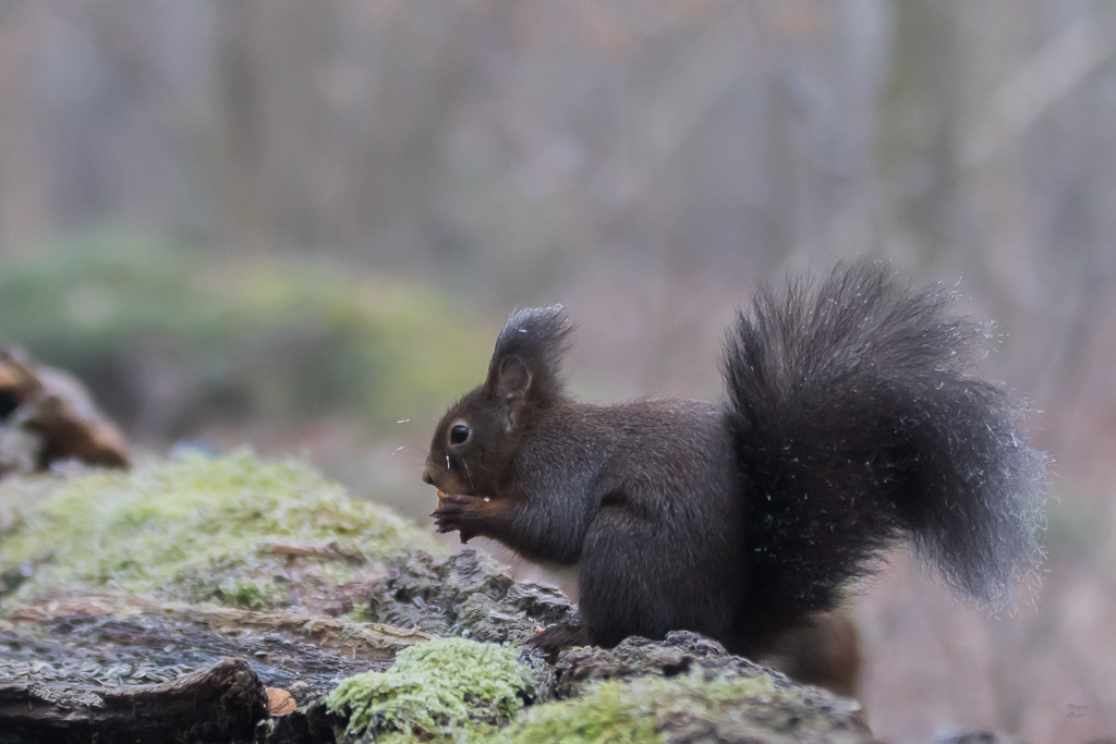 Ecureuil roux (Sciurus vulgaris) Red squirel-476.jpg