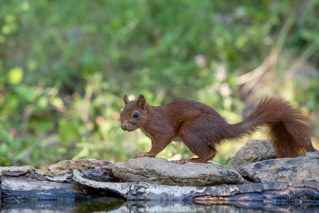 Ecureuil roux (Sciurus vulgaris) Red squirel-542.jpg