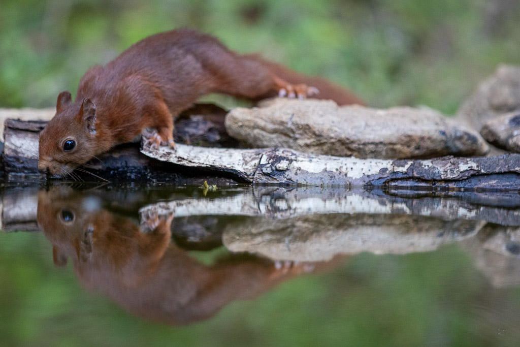 Ecureuil roux (Sciurus vulgaris) Red squirel-551.jpg