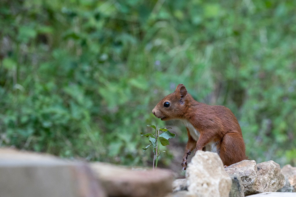 Ecureuil roux (Sciurus vulgaris) Red squirel-552.jpg