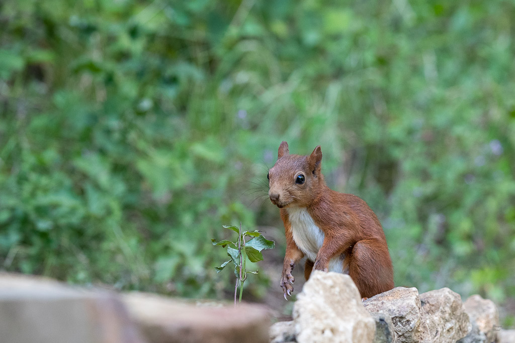 Ecureuil roux (Sciurus vulgaris) Red squirel-555.jpg