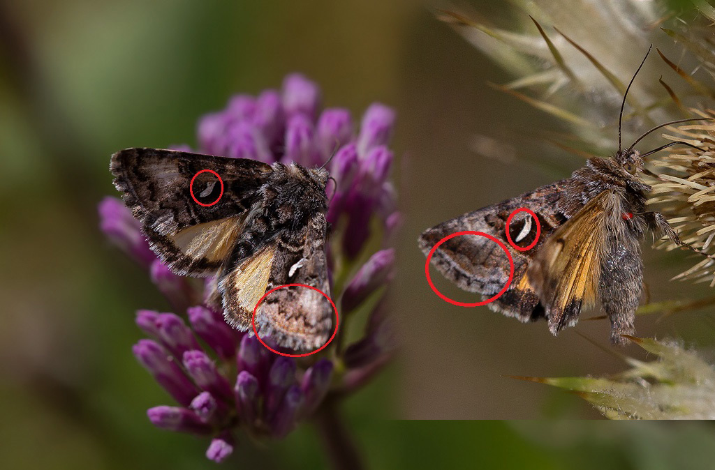 _MGL7261-deux.jpg