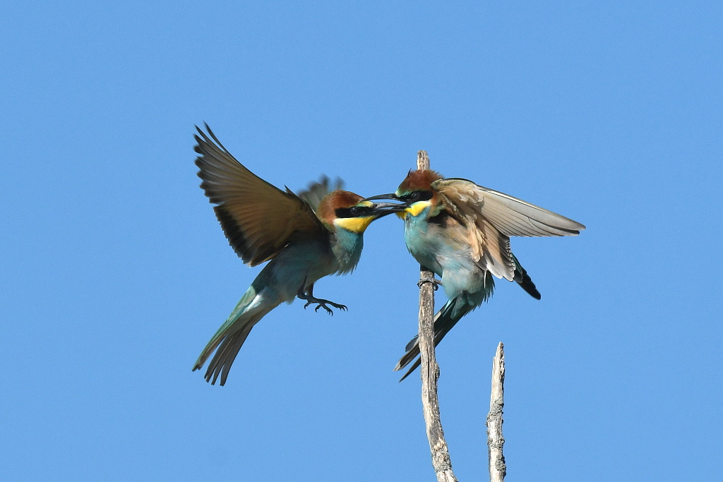 DSC_6415.JPG