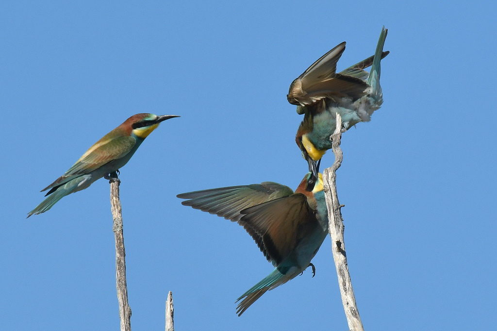 DSC_6473.JPG