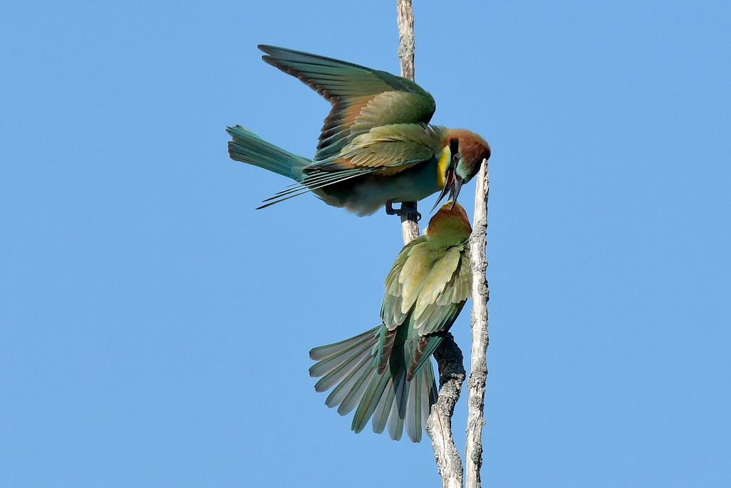 DSC_6424.JPG