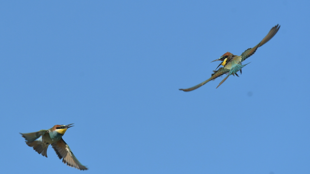 DSC_6441.JPG
