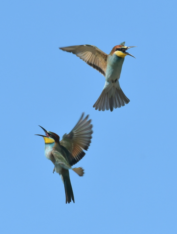 DSC_6451.JPG
