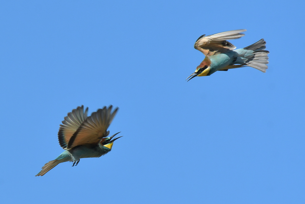 DSC_6439.JPG