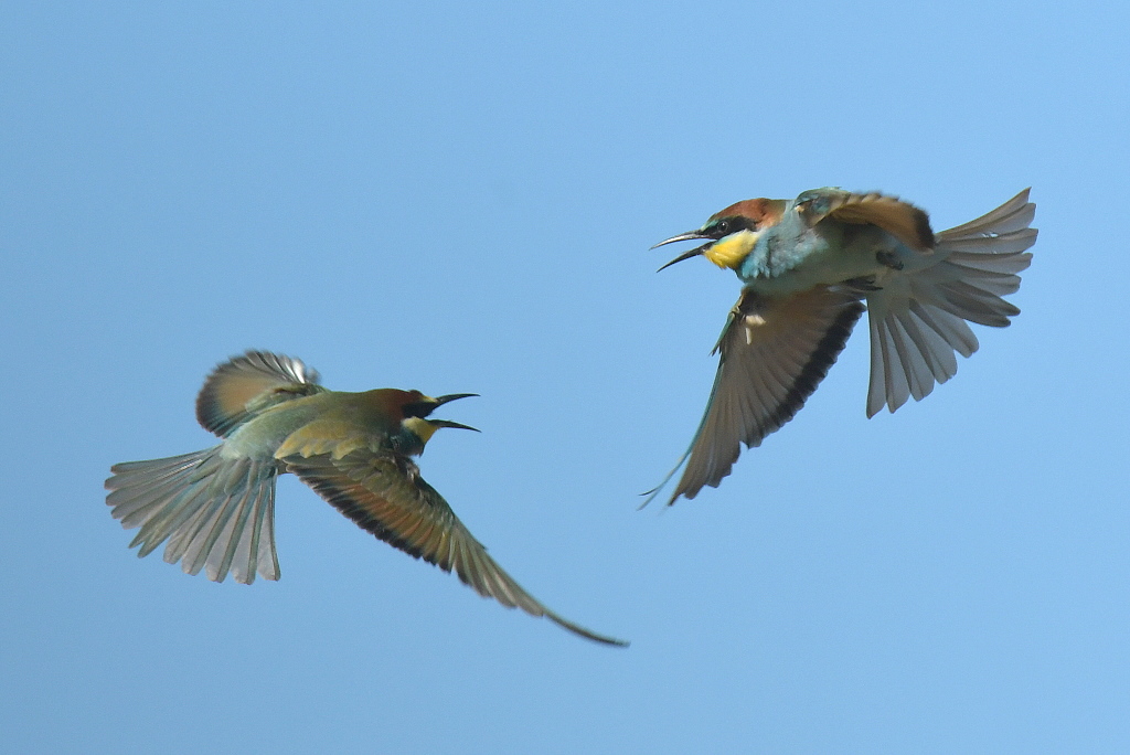 DSC_6437.JPG