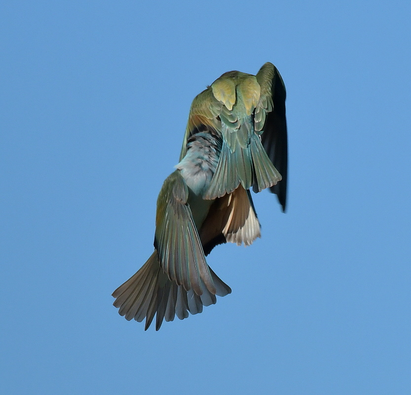 DSC_6435.JPG