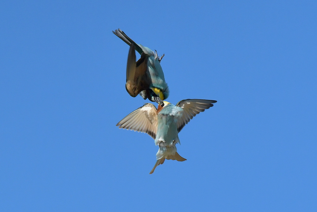 DSC_6456.JPG
