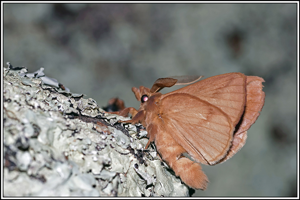 Buveuse(Euthrix_potatoria)(2).jpg