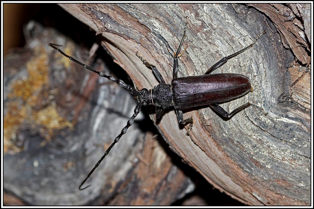 Grand_capricorne(Cerambyx_cerdo)(18).jpg