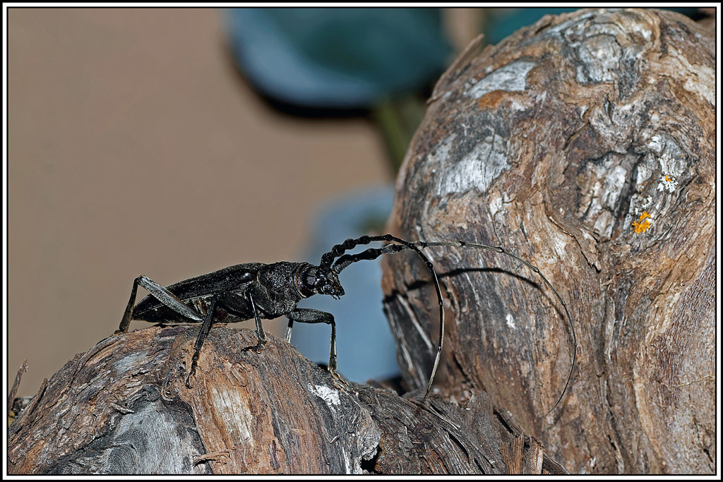 Grand_capricorne(Cerambyx_cerdo)(19_24).jpg