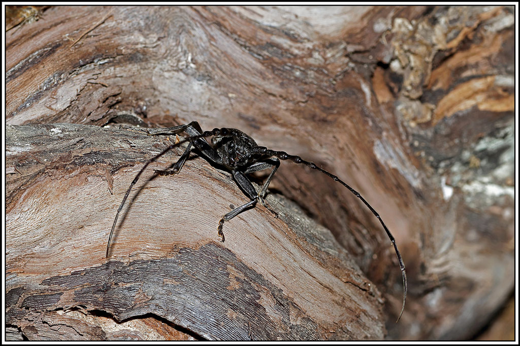Grand_capricorne(Cerambyx_cerdo)(12_17).jpg