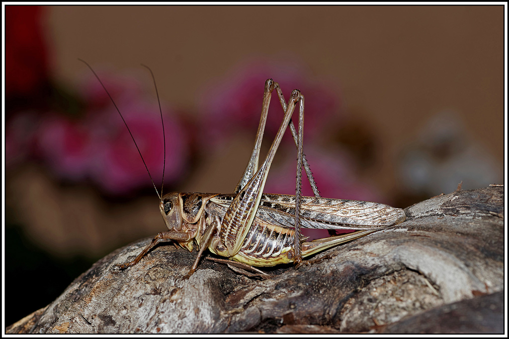 Dectique_à_front_blanc(Decticus_albifrons)(3).jpg