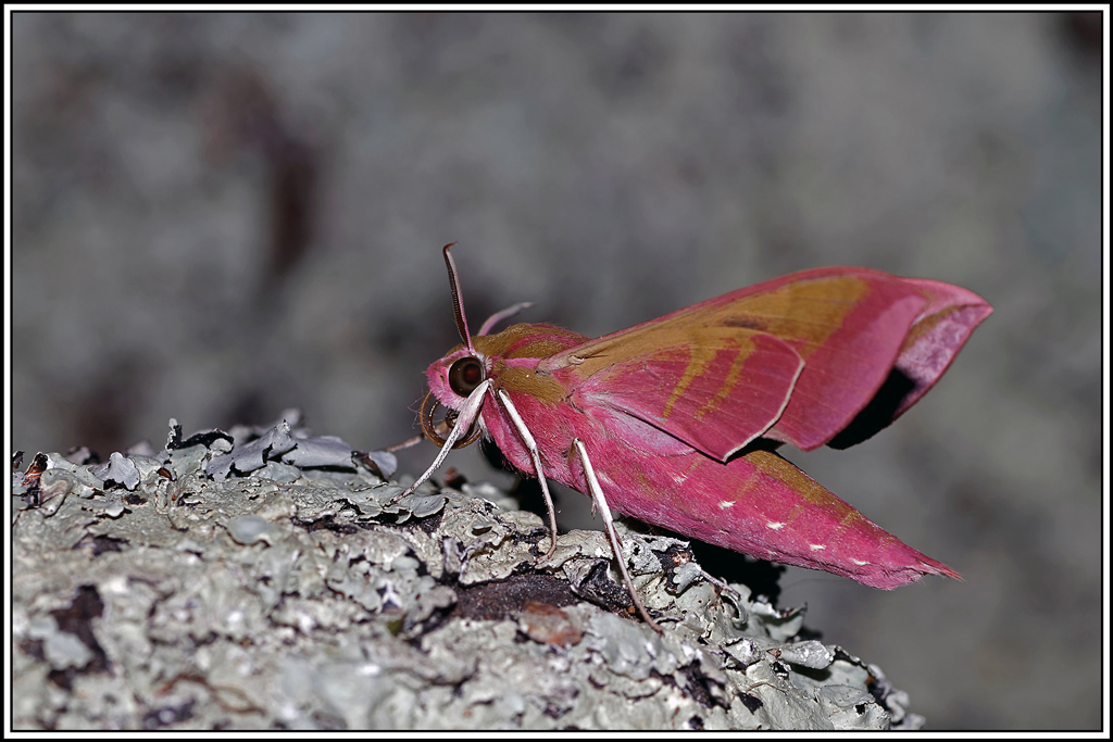 Petit_sphinx_de_la_vigne(Deilephila_porcellus)(85).jpg