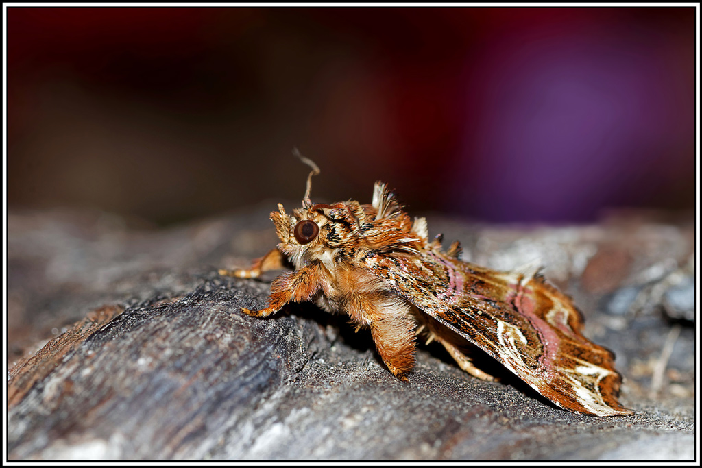 Noctuelle_de_la_fougere(Callopistria_juventina)(4).jpg