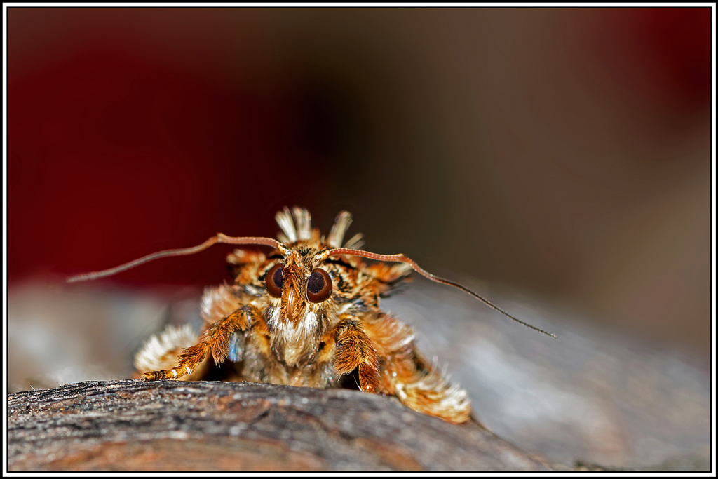 Noctuelle_de_la_fougere(Callopistria_juventina)(8).jpg