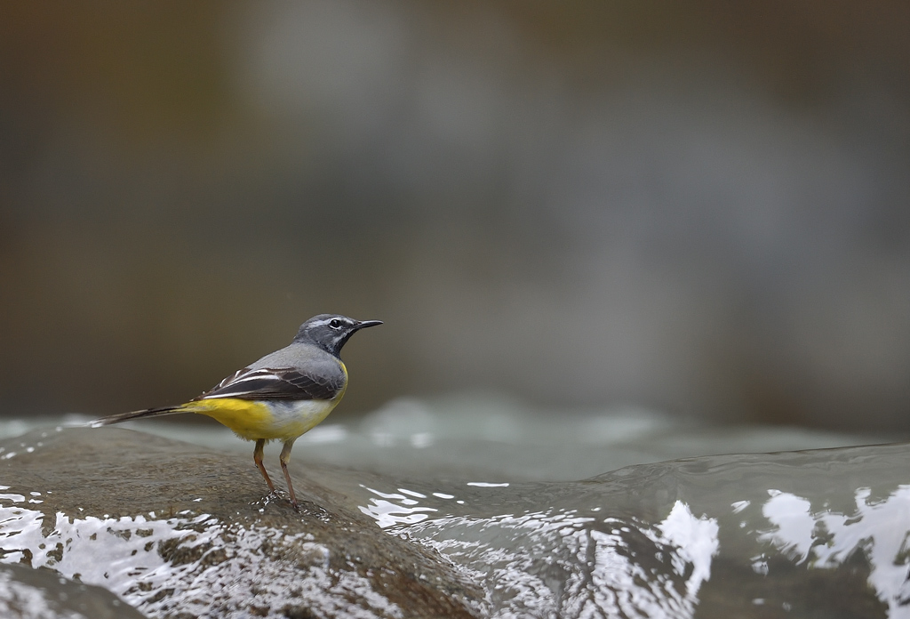 DS5_9293.jpg