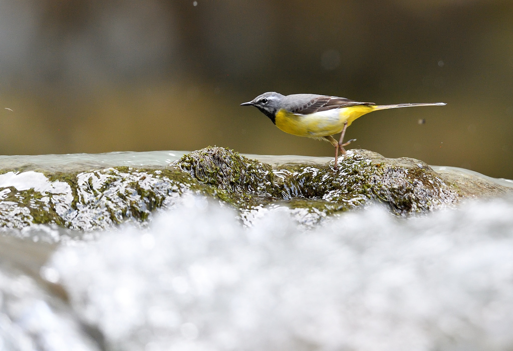 DS5_9304.jpg