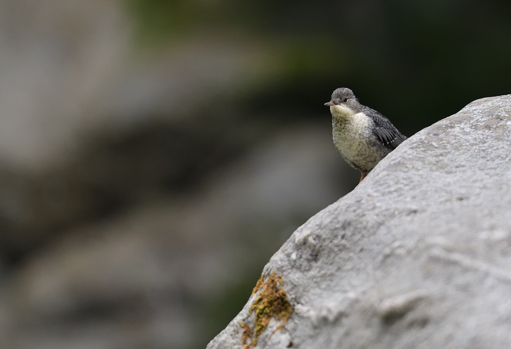 DS5_9331.jpg