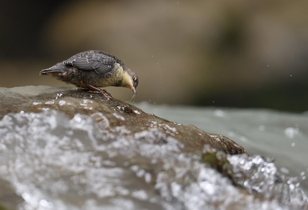 DS5_9394.jpg