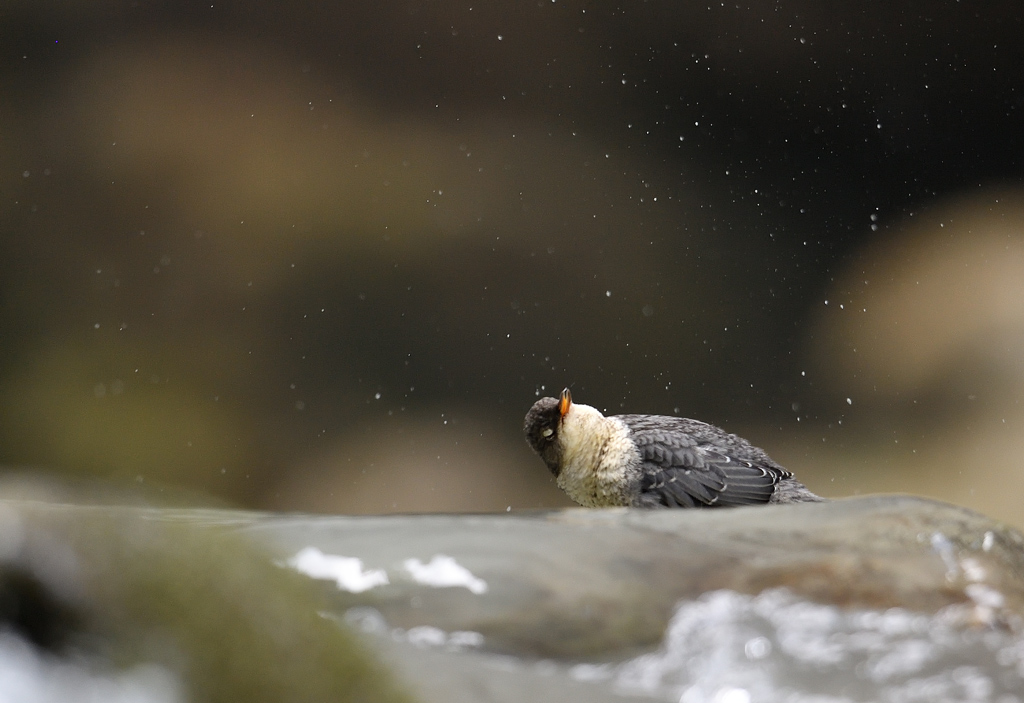 DS5_9625.jpg